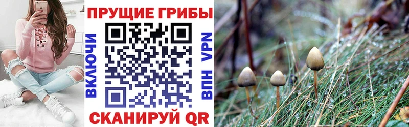 Псилоцибиновые грибы Cubensis OMG вход Волжский